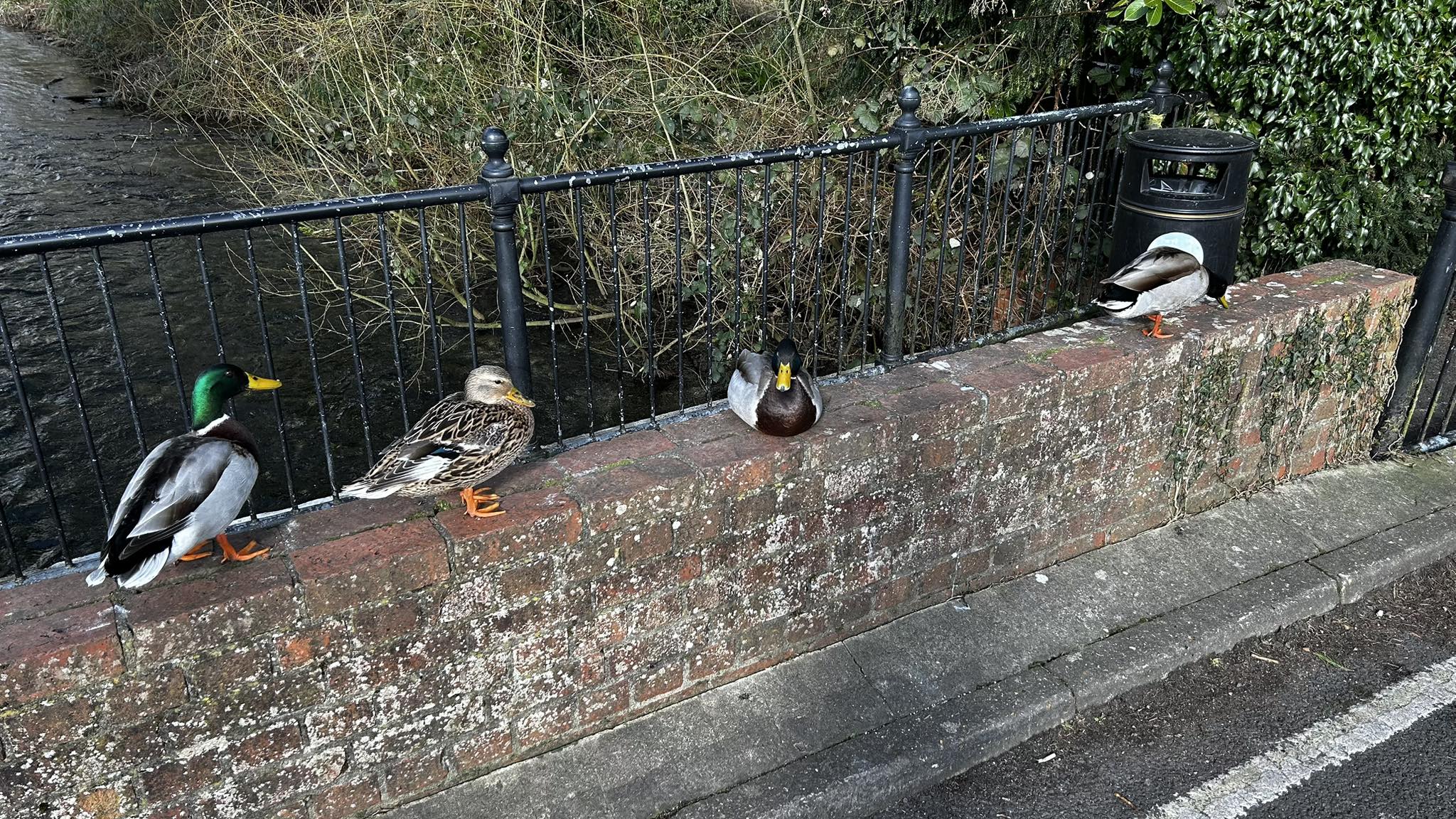 Fresh warning to drivers after ducks killed and injured on roads in Overton