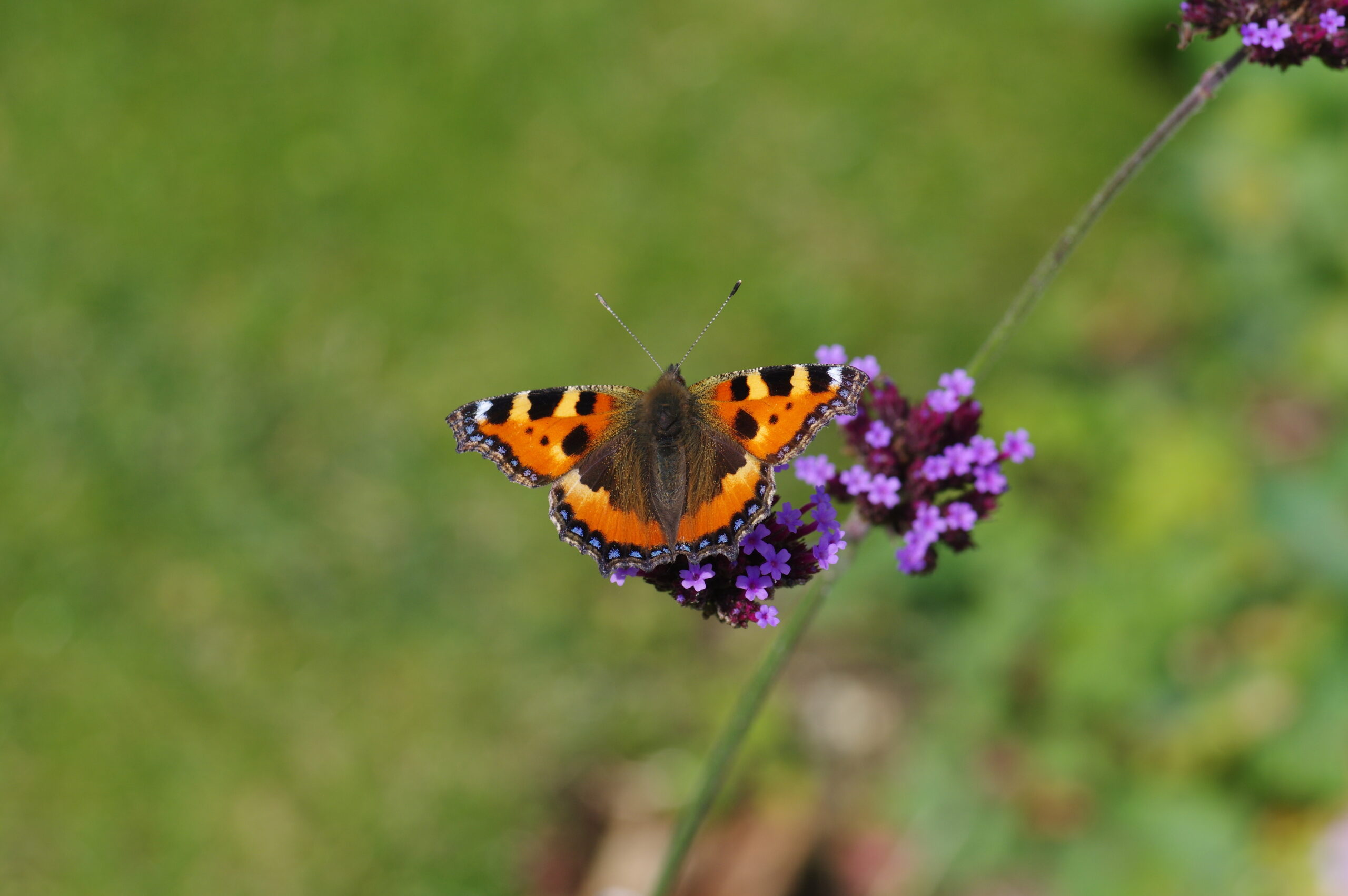 Our local butterflies really need you