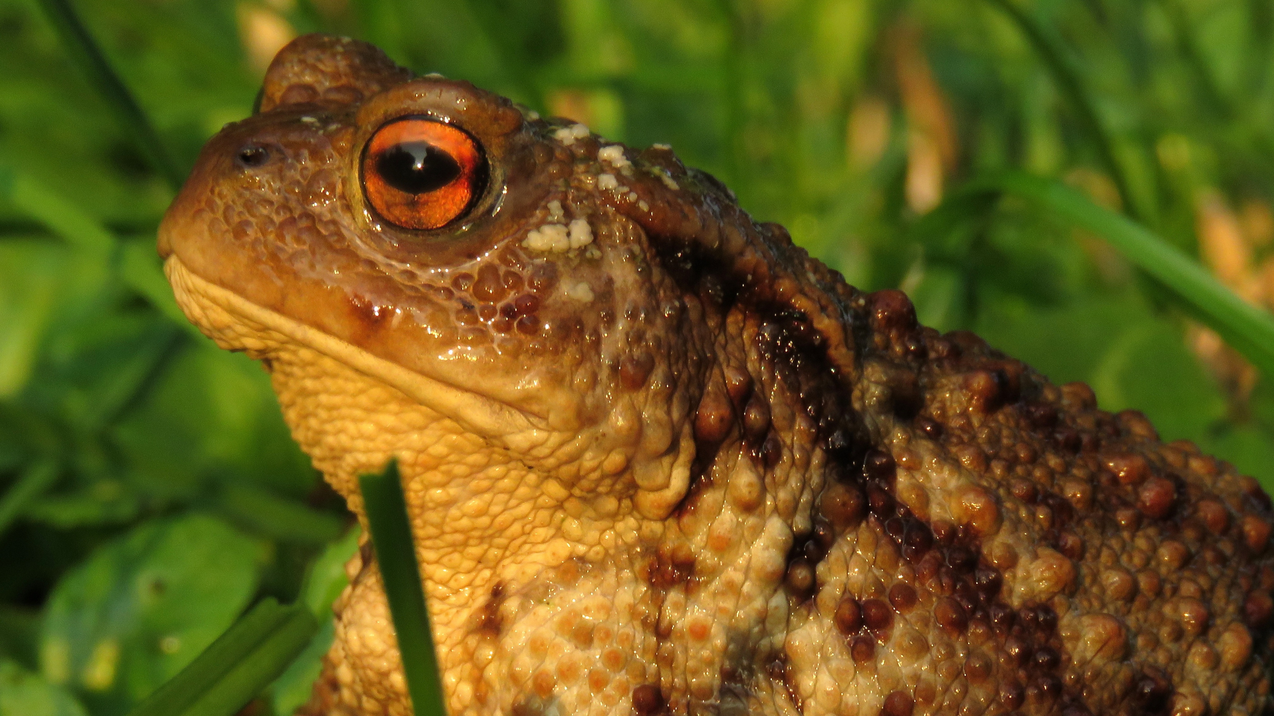 Toad patrol returns early on Straight Lane as migration begins